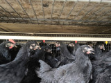 Black Nick Yarka Tavuk  Uygun Fiyat
